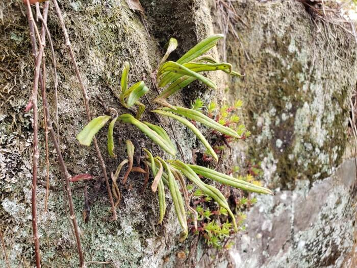 A finger-like growth, sticking out from the side of a rock