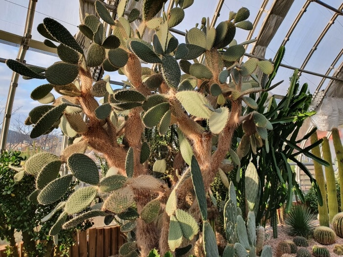 A large cactus bush with many fins
