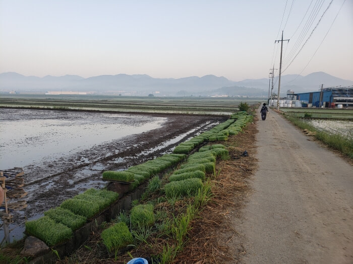My Korean mother-in-law walking along her rice field at dawn with misty mountains in the background