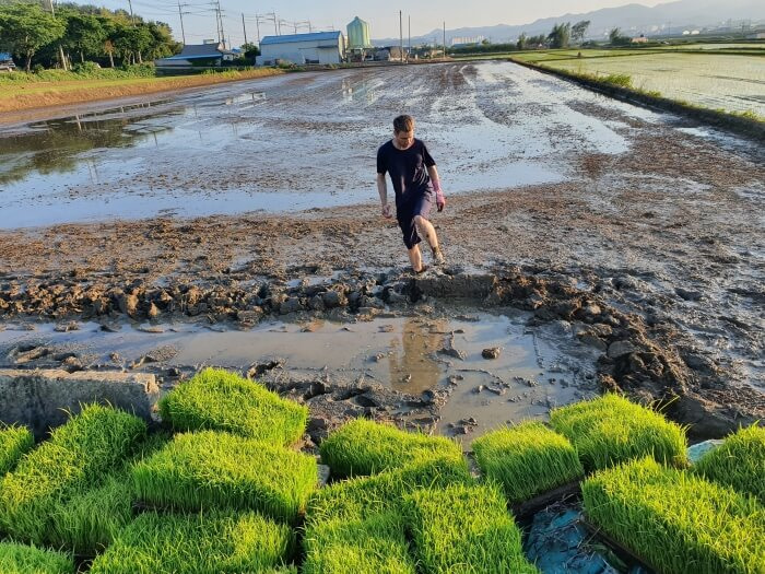 Nate kicking a lip of mud back into the field with the trays of rice set up along the edge