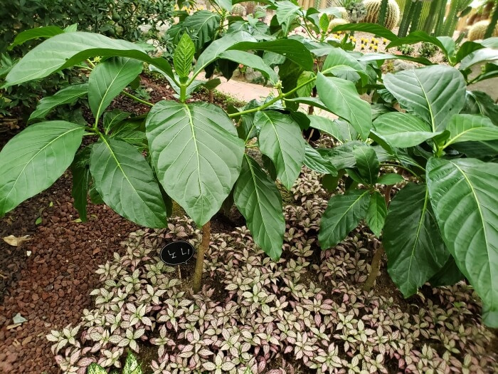 Noni plants growing in the botanical garden