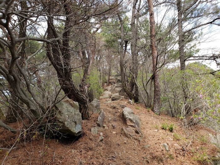 Path along the ridge with more rocks and pines