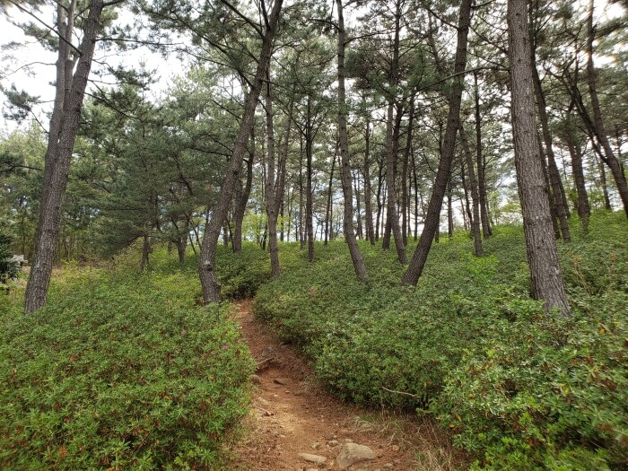 Path through the bushes and pines