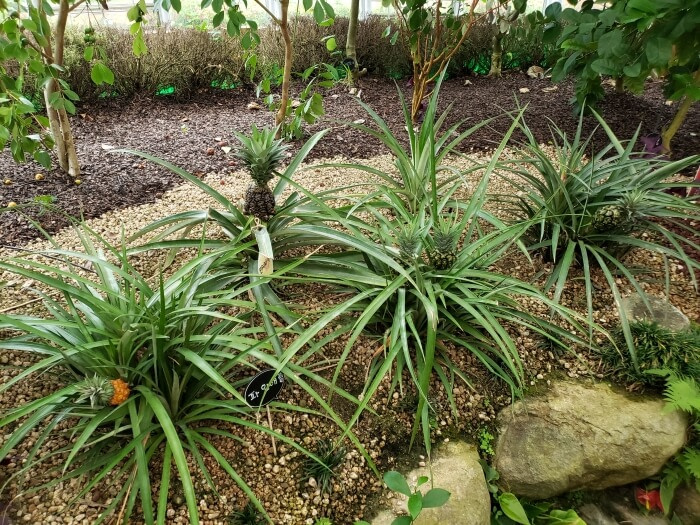 Pineapple growing in the botanical garden