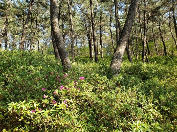 A sea of mostly green bushes with a few pink flowers and scattered pines