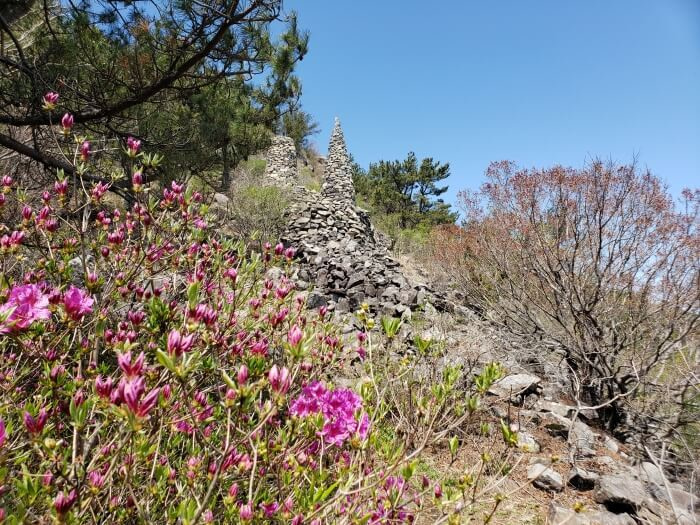 A pink flowering bush in front of a stone pagoda with a bunch of rocks att he base