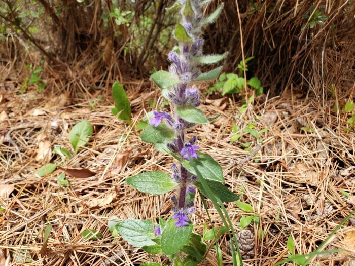 Fuzzy purple flower growing on a shoot
