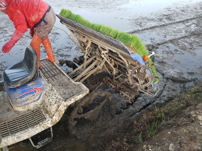 The backside of the rice tractor holding rice at an angle