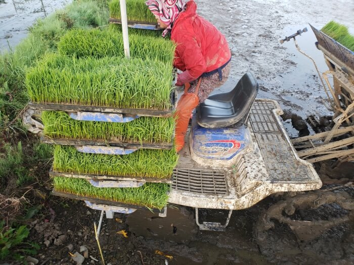 Rice trays held on the sides of the tractor while the driver sits on a seat in between them