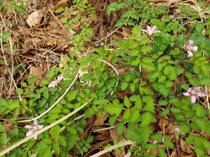 A few pink flowers with many green leaves