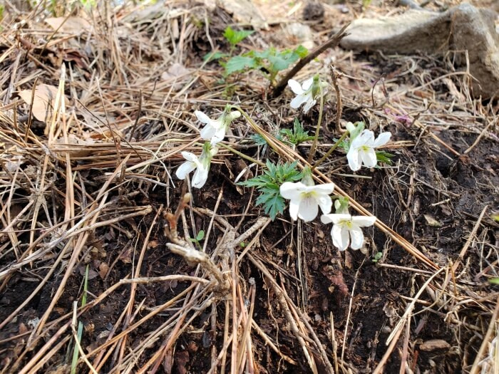 A cluster of small, white flowers