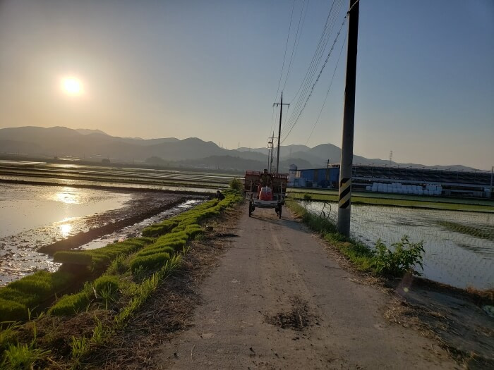 The sun setting over the mountains and rice fields as a tractor drives along a narrow road between the fields