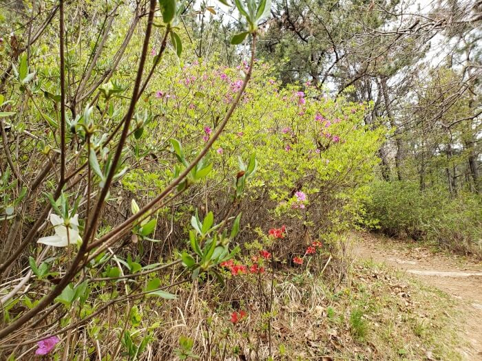 Flowering bushes showing red, white, and pink flowers