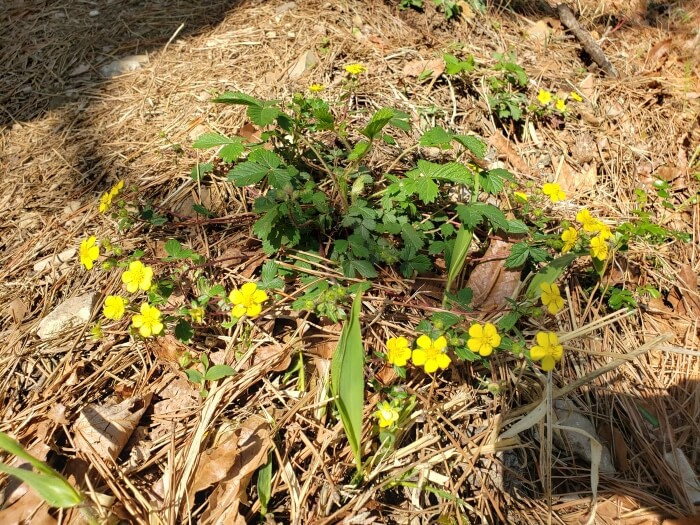 Tiny yellow flowers growing on the side of the path