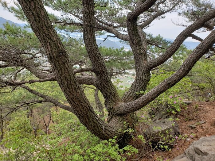 Tree with many winding branches at the lookout area