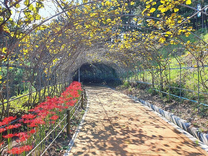 Vines growing over an archway with a row of red spider lilies, leading to the Yi Sun Shin themed park