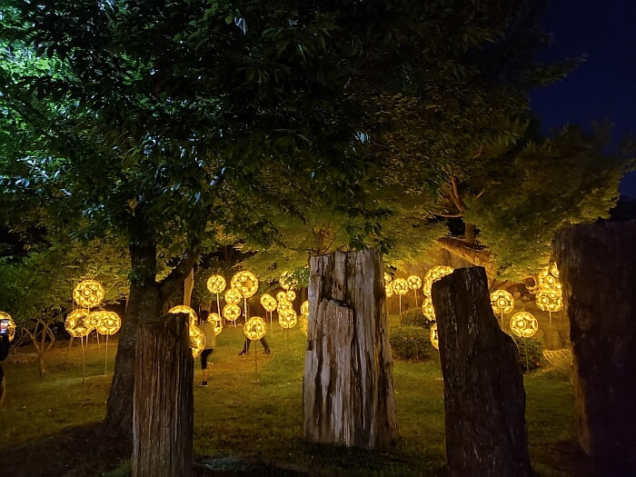 Petrified wood set up among trees and glowing golden orbs at night