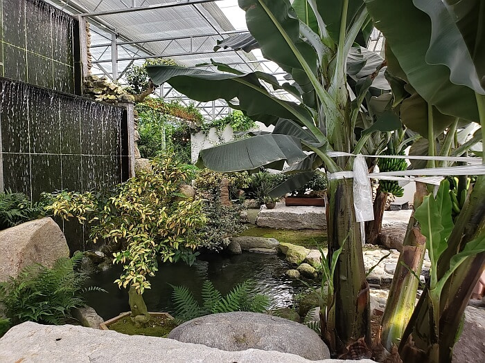 A waterfall with plants around it and large rocks in the greenhouse
