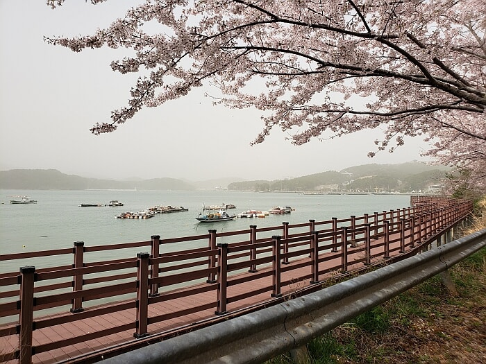 A boardwalk underneath cherry blossoms in full bloom along the water