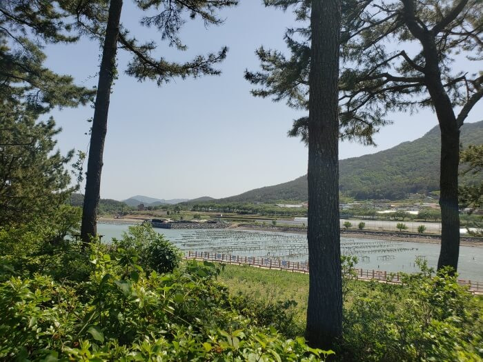 Fishing nets set up in the water between two shores