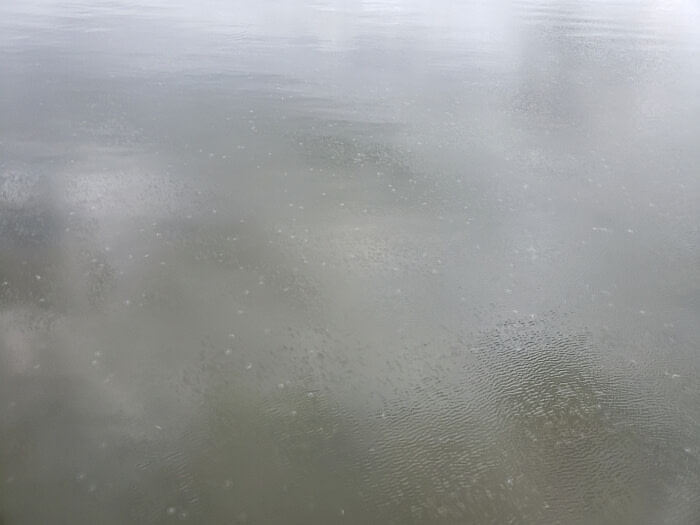 Many jellyfish scattered around the water