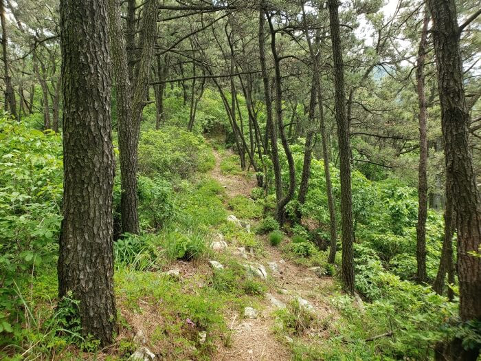 A path along some thin pines with a few purple flowers and rocks along the path and a drop off on the right