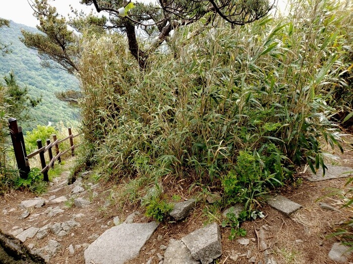 A winding rocky path bending around a cluster of bamboo
