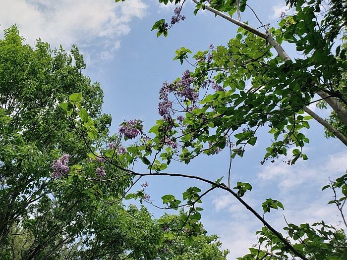 Purple flowers on a tree branch against blue sky