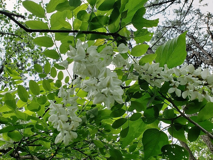 Dangling clusters of white flowers resembling grapes
