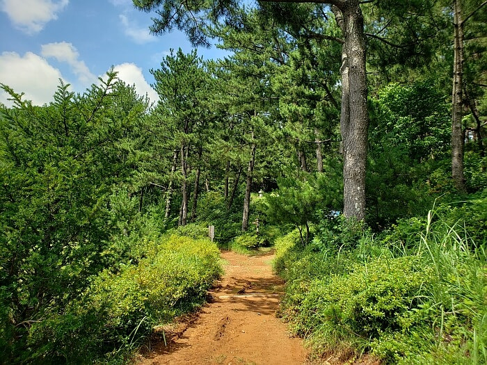 A dirt trail through the woods