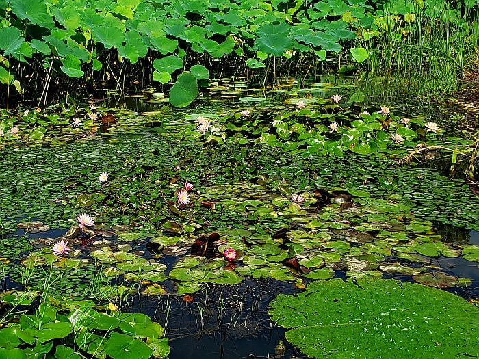 A mixture of lily and lotus flowers and pads