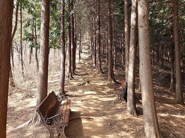 A pair of benches along the path between rows of cypress trees at Galmobong Forest