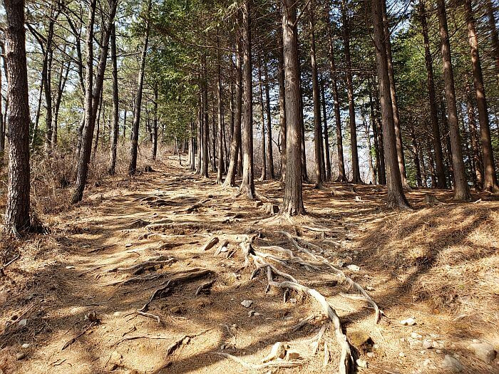 A path covered in roots jutting out from the ground