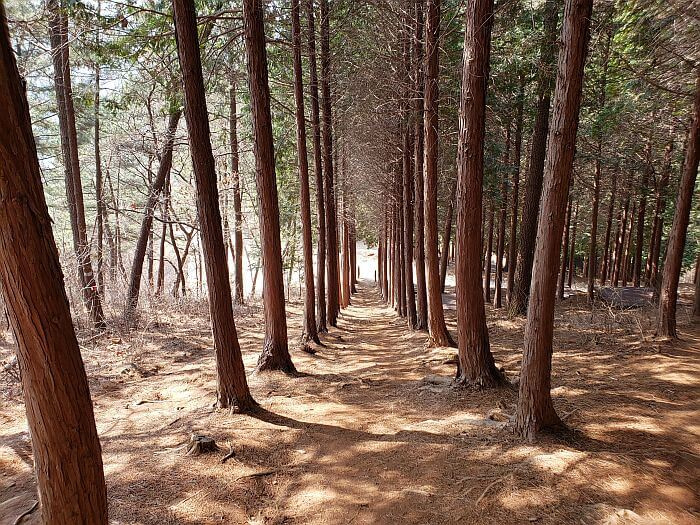 Rows of cypress trees on a downhill slope