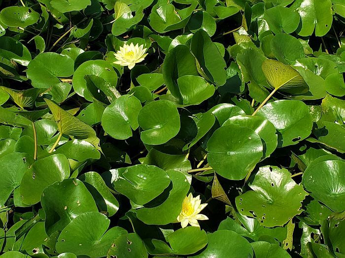 Two yellow lily flowers and their green lily pads