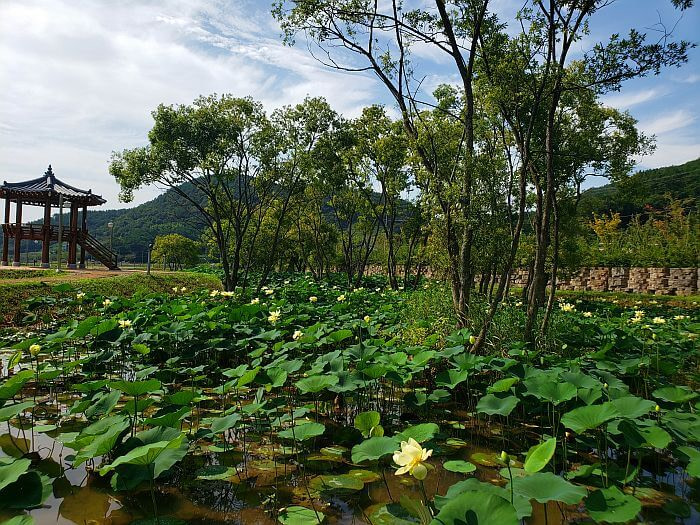 A pond of blooming yellow lotus flowers and trees