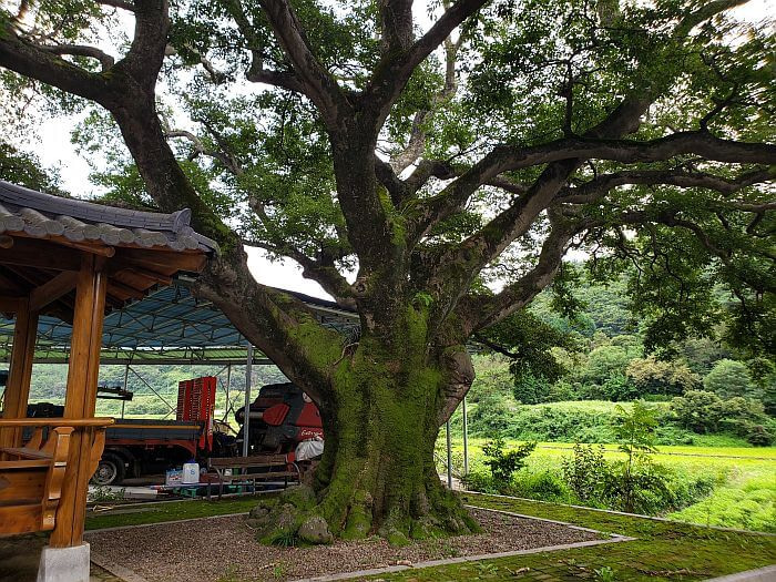 150 year old tree next to a warehouse and shelter and rice fields