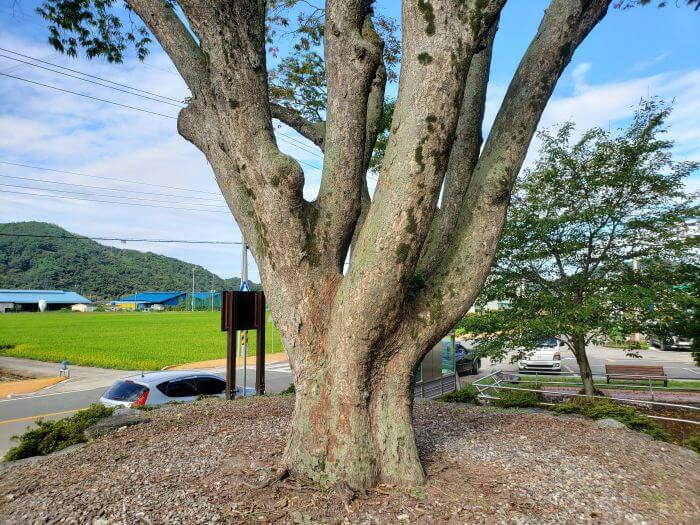 A 215 year old tree on the side of a road across from a rice paddy