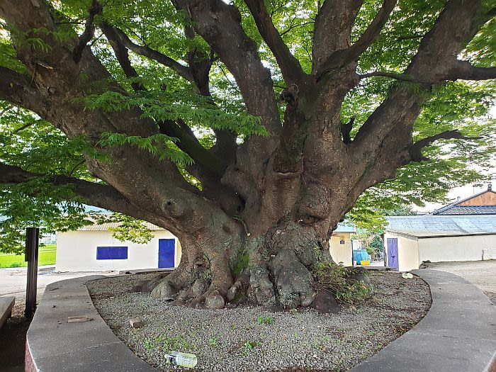 A short, stubby 270 year old tree with a wide trunk