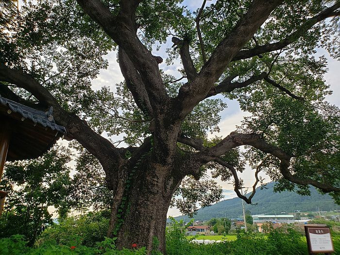 A large tree in the grass next to a gazebo