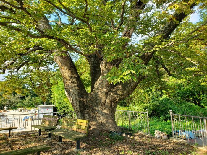 A 290 year old tree shading nearby benches