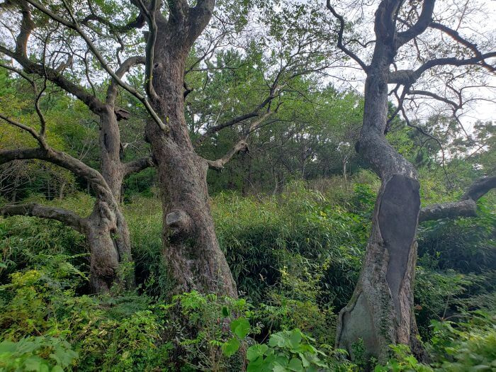 Three smaller old trees growing eerily in the weeds