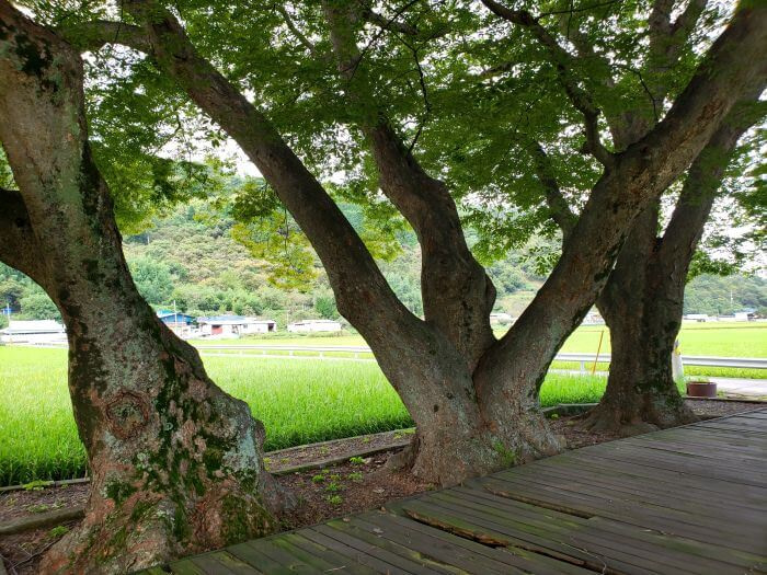 3 trees in a row between a wooden deck and rice paddies