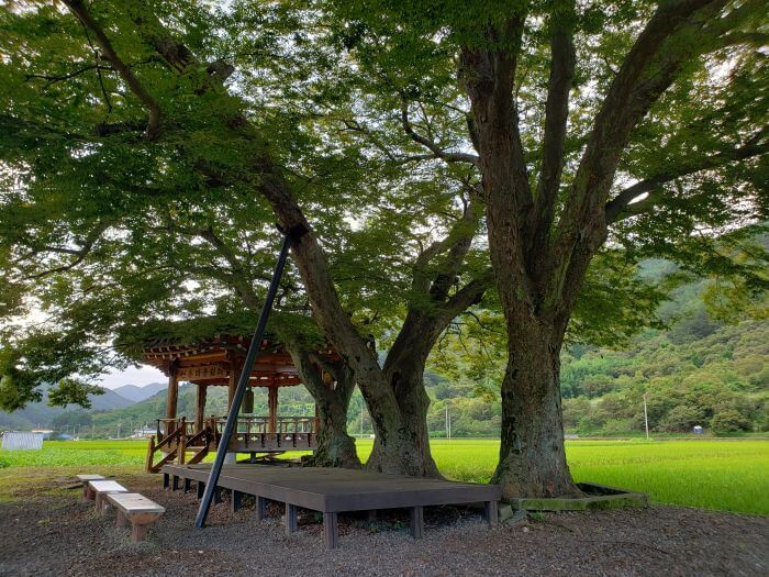 3 trees next to a wooden deck and rice paddies and a gazebo