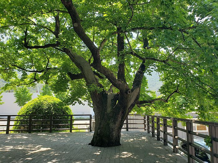 A 320 year old tree with a deck around it next to a burial mound