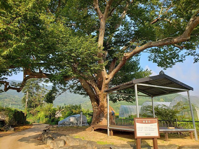 A 415 year old tree next to a platform with a mountainous background