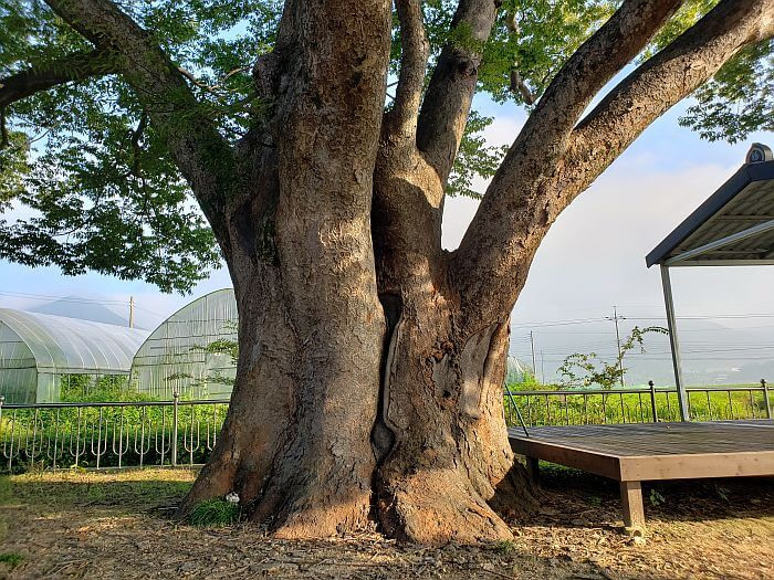 A 415 year old tree with a wide trunk next to a wooden platform and some greenhouses