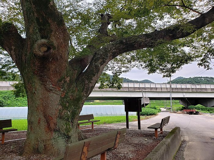 A 420 year old tree next to a rice field and bridge