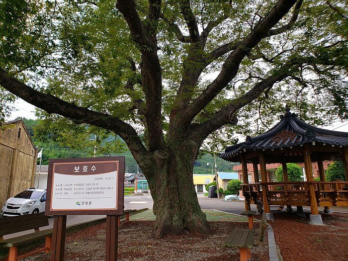 420 year old zelkova tree next to a gazebo and signpost