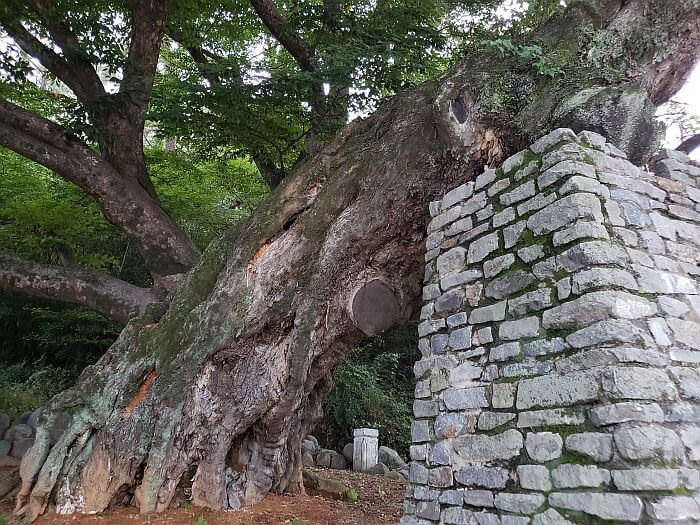 A 440 year old hackberry tree resting on small brick tower